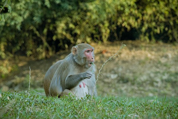 Épopées Numériques : L'Alchimie Magique des Mangas Transformés en Jeux Vidéo